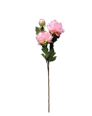 Bujori decorativi roz pal – grație în fiecare petală M42A0109001